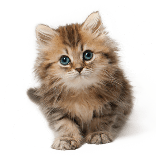 Cute, fluffy kitten with blue eyes