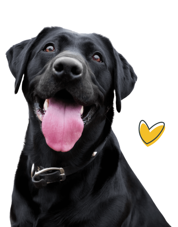 Happy Black Lab with small heart