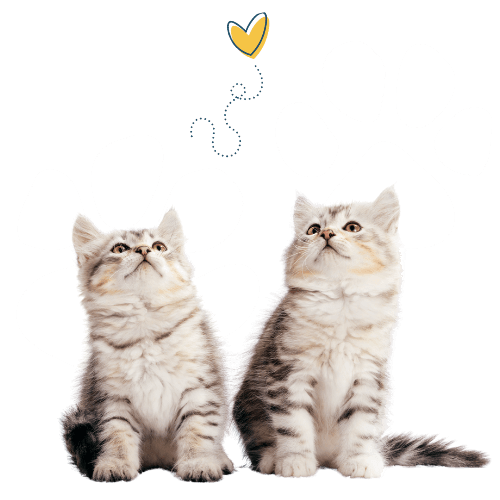 Two Kittens looking at a heart