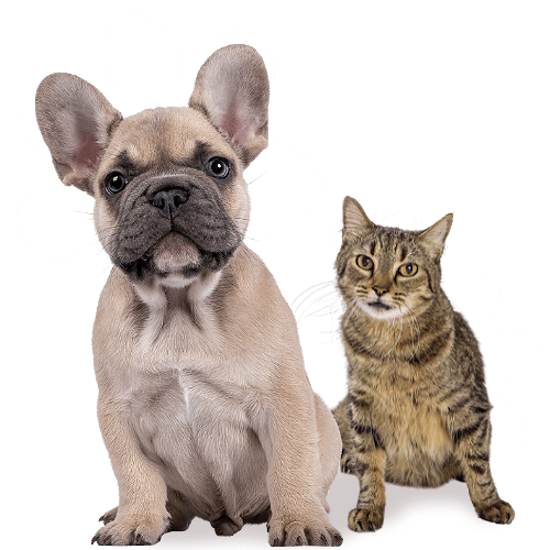 Cat and dog in a group