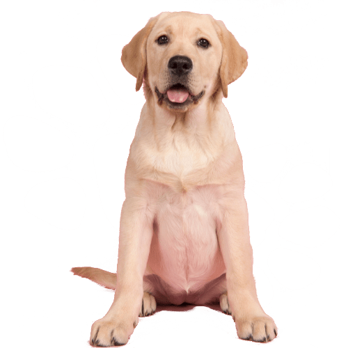 Old dog sits on the floor looking to the camera