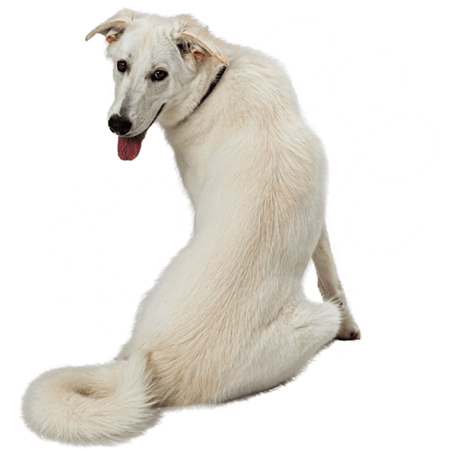 White dog looking infront to the camera