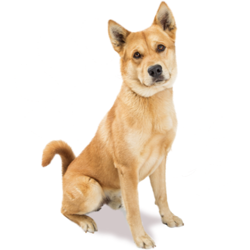 Old dog looking into the camera