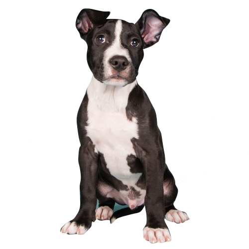 Black and white dog looking straight to the camera