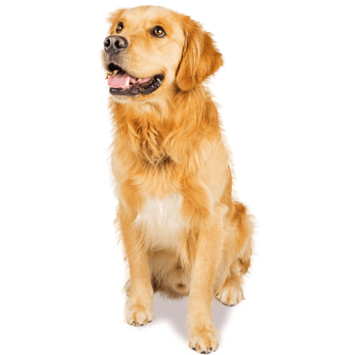 Golden Retriver dog looking in front