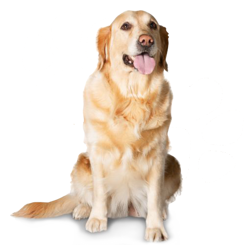 Golden retriever dog Sitting and looking infront