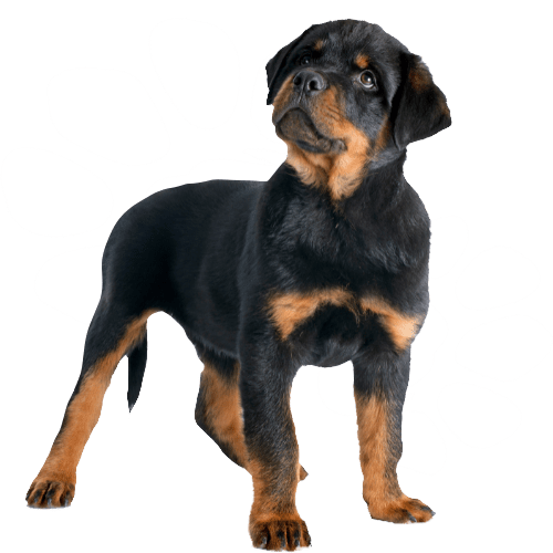 Black dog looking up