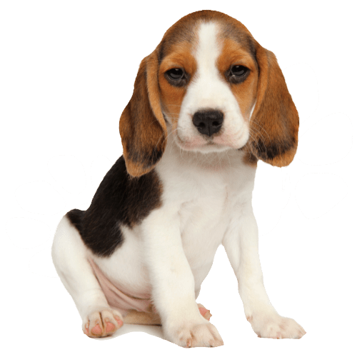 Brown and white little puppy sits on the floor