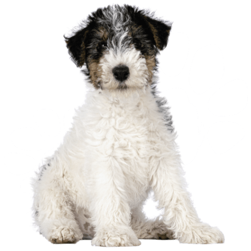 Fuffly dog sitting on the floor