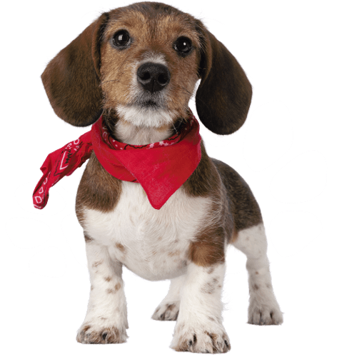 Little dog wearing red ribbon and standing in front the camera
