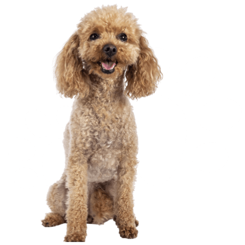 brown puppy looking in front