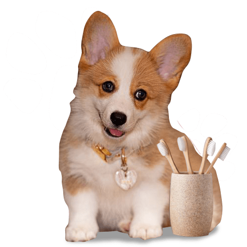 Puppy with toothbrush sitting on the ground