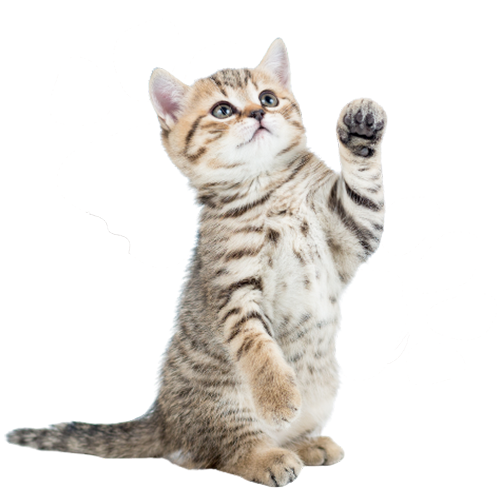 A tabby kitten sits on raising one paw as if to play.