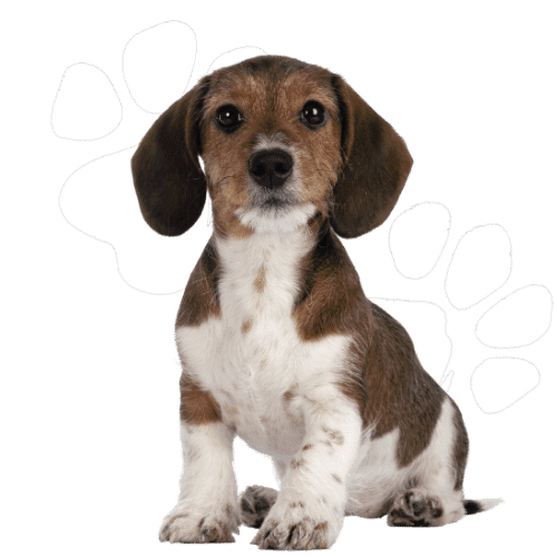 Cute brown and white pet dog looking in front