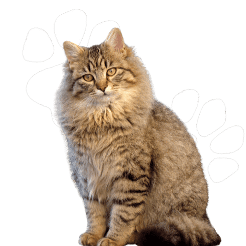 Fluffy cat sitting nicely