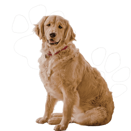 Golden retriever sitting