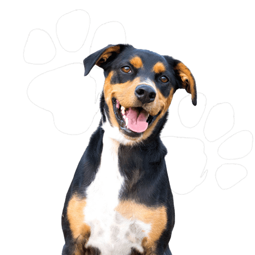 Playful dog with its tongue out