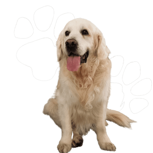 golden retriever sits proudly in front of a large paw print on the ground